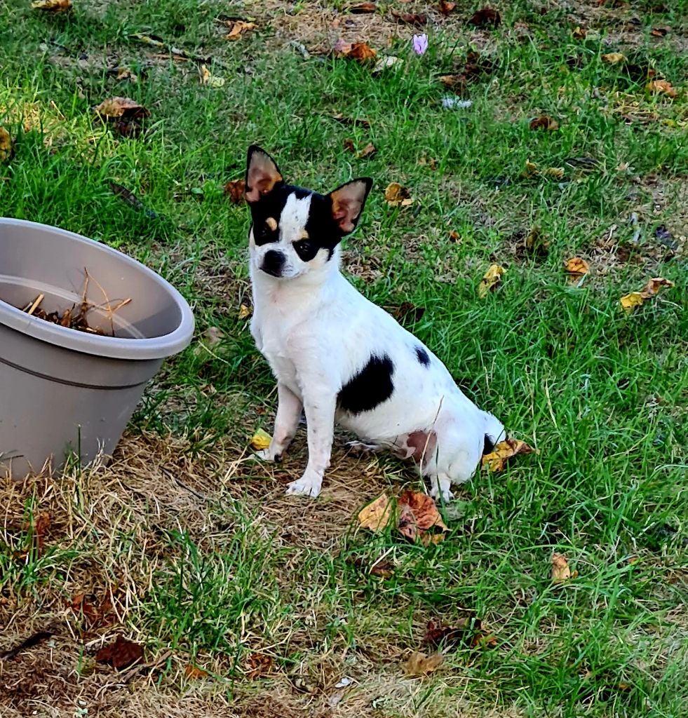 Shelssy Chichi Of Beverly