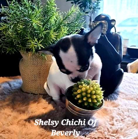 Shelssy Chichi Of Beverly