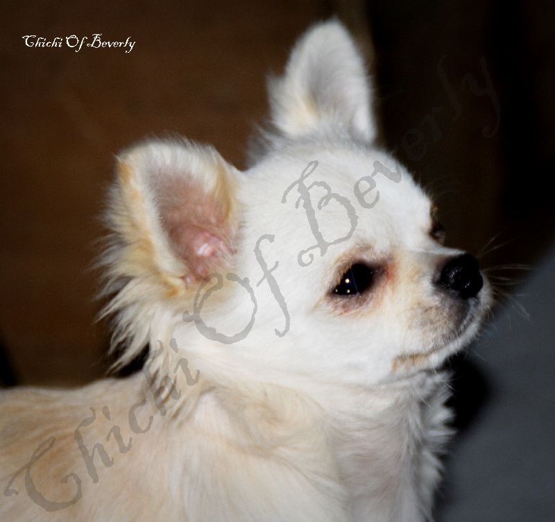 Lanko Chichi Of Beverly