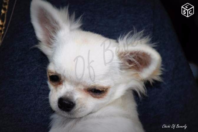 Lanko Chichi Of Beverly